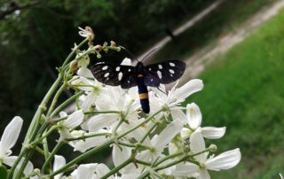 Libellula